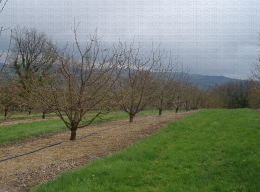 Cerisiers en Ardèche au printemps